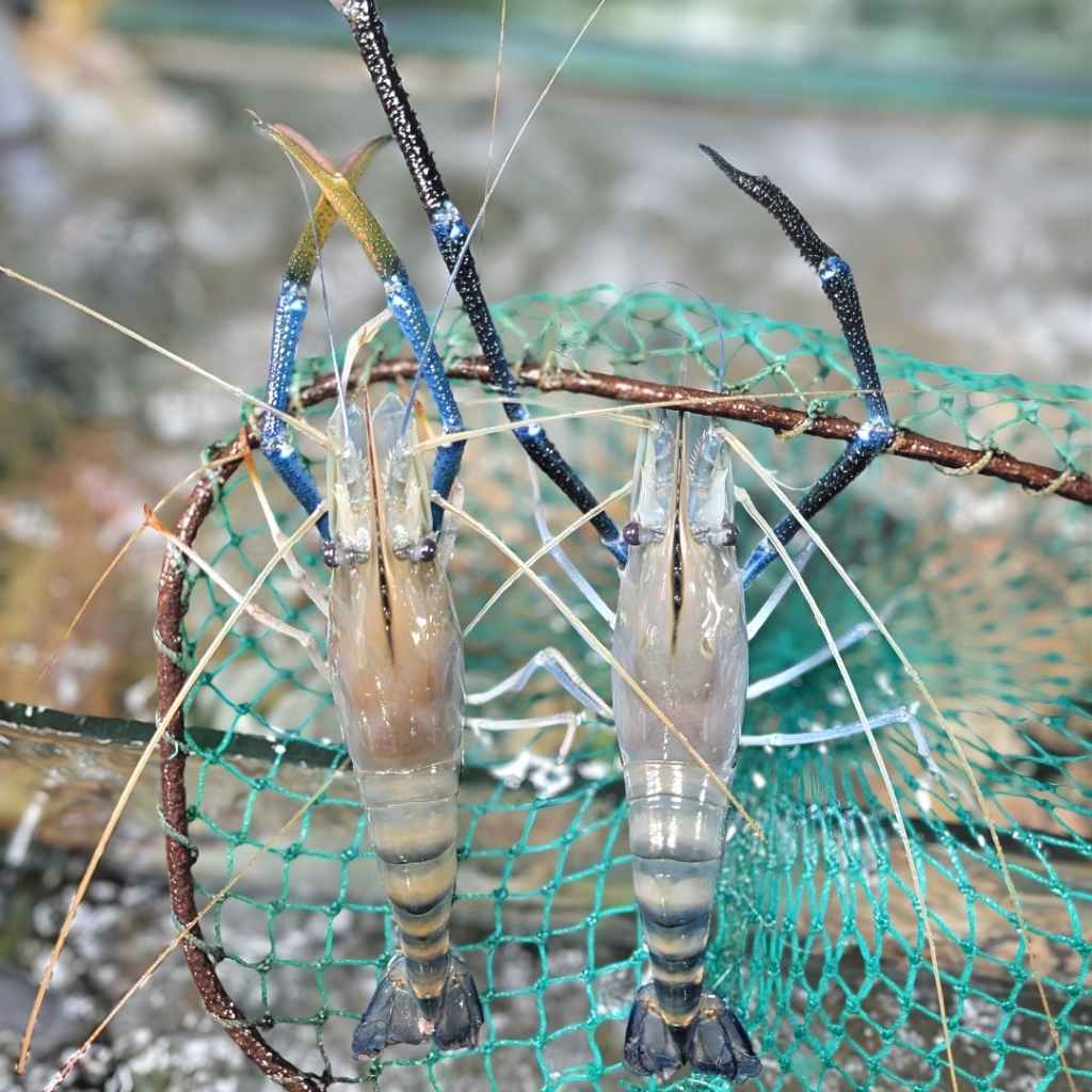 om cang xanh cai va duc